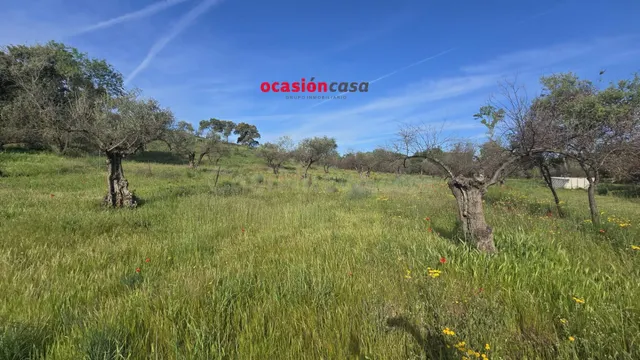 PARCELA RÚSTICA CON OLIVOS Y CASA - foto 2