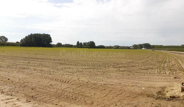 Olivar en Esquivias - foto 3