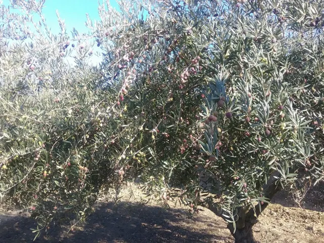 OLIVAR EN LA ZUBIA DE 3.597 M2 — 2