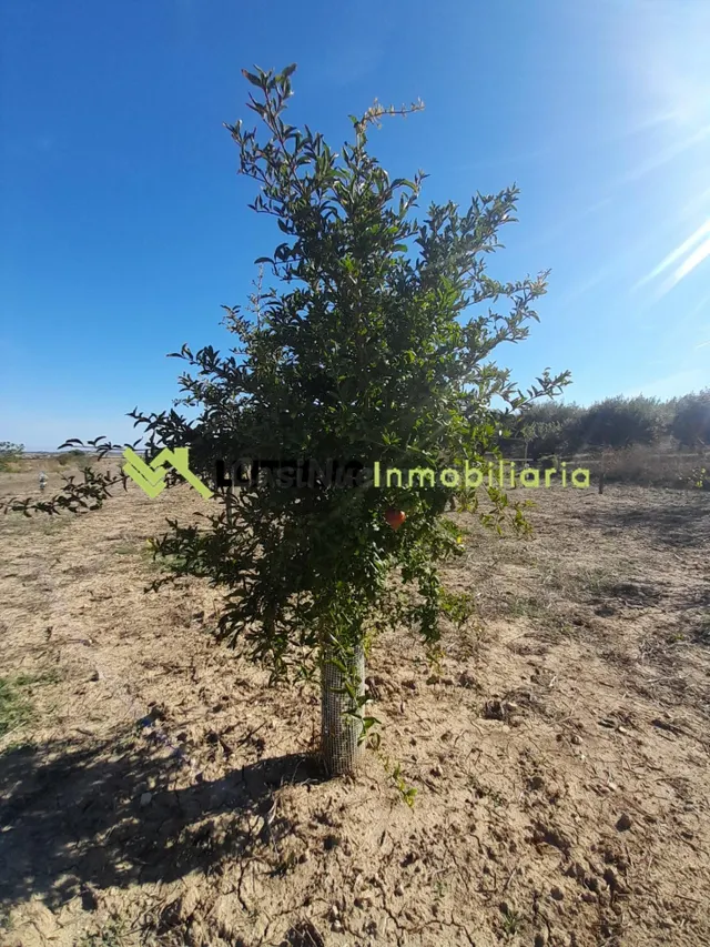 Finca rústica en María de la Salut con pozo- Naturaleza, tra - foto 2