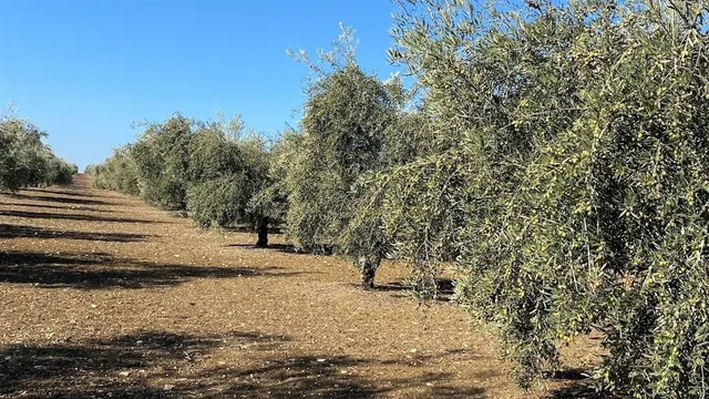 Olivar Intensivo — 2