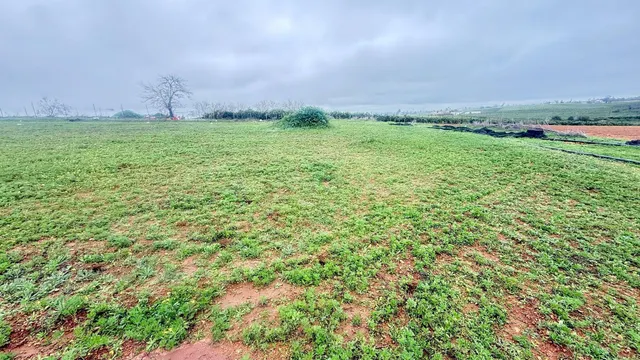 2 HECTÁREAS DE REGADÍO CON POZO PROPIO Y TRANSFORMADOR | INV - foto 2