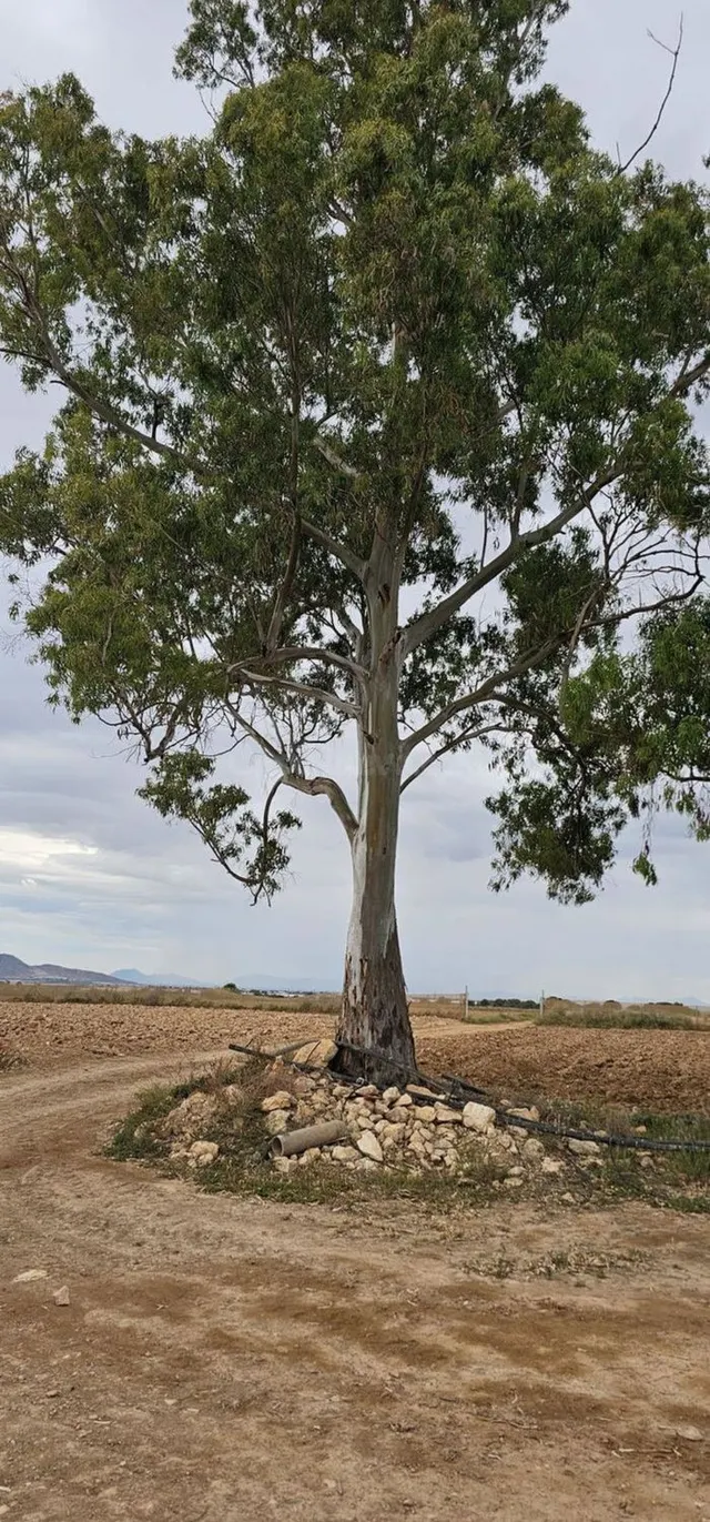 Terreno rural 248m² en venta - Sucina - foto 3