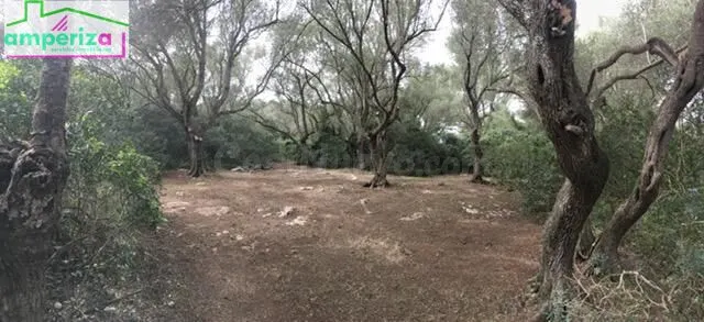 ¡Oportunidad única en Felanitx! Terreno rústico de 61.000 m2 - foto 2