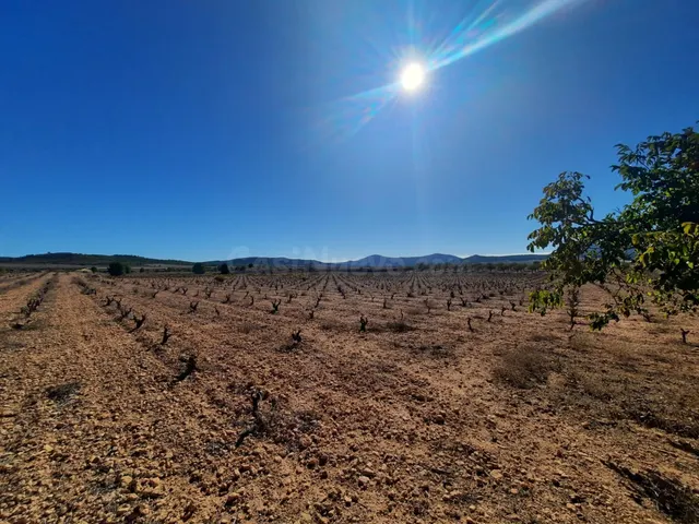 FINCA RÚSTICA EN ALMANSA — 5
