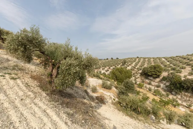 Olivar en venta - JAYENA — 32