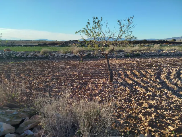 Campillo de Arriba parcela Rustica con almendros - foto 4