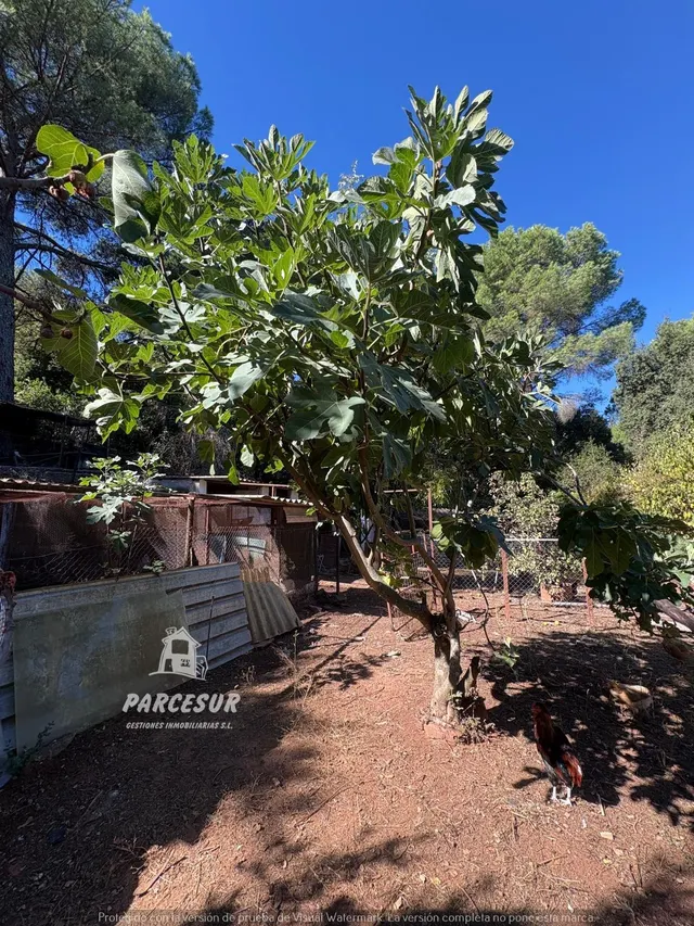 Casa de campo con gran parcela y frutales en Las Siete Fincas. — 32