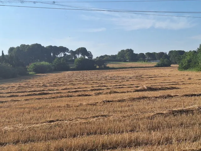 Excelente Finca Rústica de regadío - foto 3