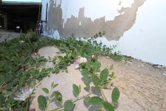 Casa de campo en parque natural, 315 m2 totalmente legalizado — 16