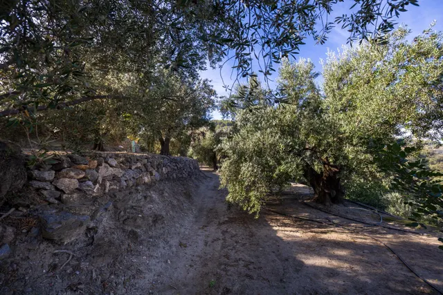 ¡Oportunidad única! Dos Fincas rústicas de mas de 15.000 m2 en total en Pinos del Valle. VENTA JUNTAS O SEPARADAS — 27