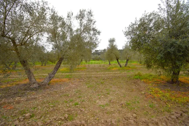 Finca rústica con olivos en Llubi - foto 5