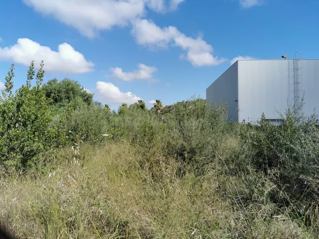 Finca Rústica en zona Ses Salines con proyecto edificación