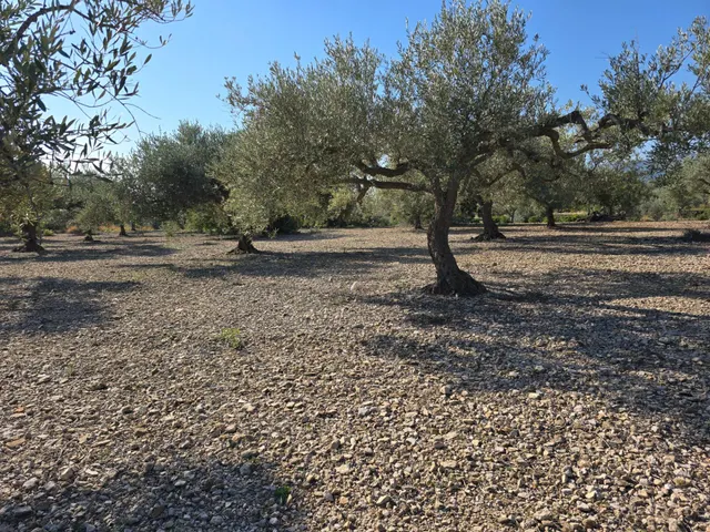 FINCA DE 5 HA EN FREGINALS CON CASA — 6