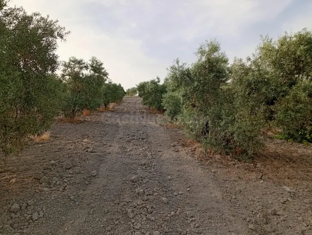 OLIVAR EN VENTA EN CARRETERA DE PRUNA! - foto 4