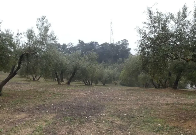 Finca rústica en Peligros – Ideal inversión o explotación agrícola — 23