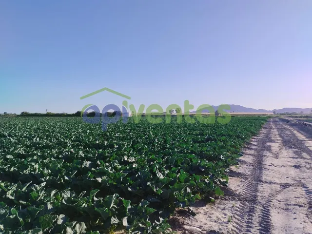 Terreno de riego consolidado — 4