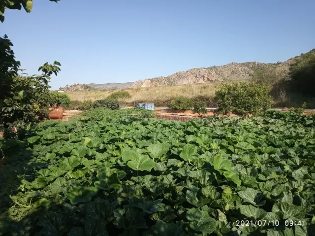 Terreno rural VENTA en Castellón zona NORTE, 3000 m. - foto 4