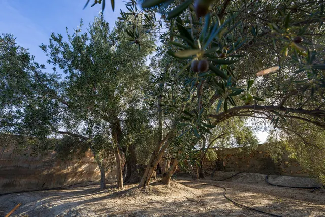 ¡Oportunidad única! Dos Fincas rústicas de mas de 15.000 m2 en total en Pinos del Valle. VENTA JUNTAS O SEPARADAS — 15