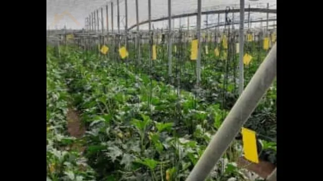 SE VENDE INVERNADERO ECOLÓGICO EN BALERMA