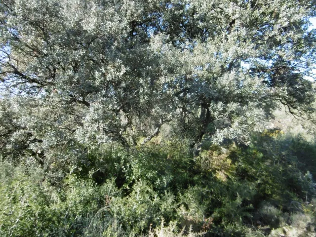 MASIA PARA REFORMAR  CON ALMACENES EN UNA FINCA DE 10 HECTÁREAS — 32