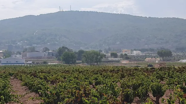 Terreno rústico en venta cerca Pinoso (Alicante) — 11