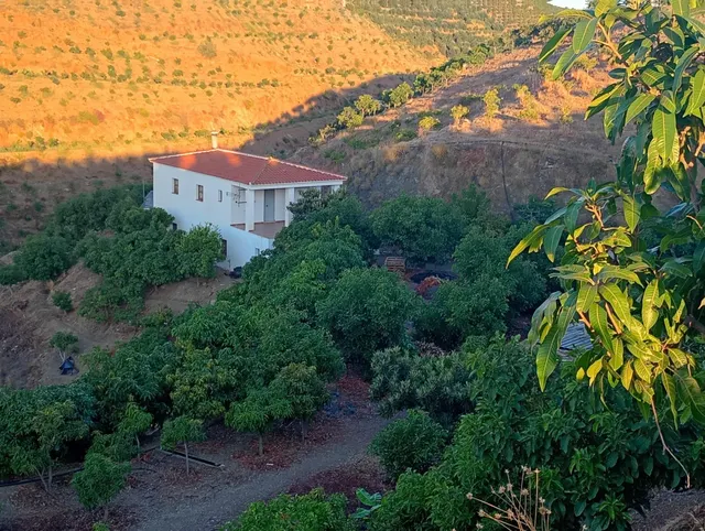 Finca rústica con cultivos y pozos propios en Vélez-Málaga — 7
