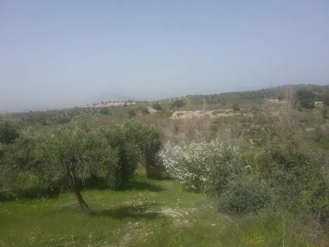 OLIVAR EN EL FARGUE. Paraje Aynadamar — 12