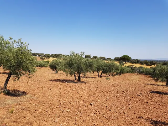 OLIVAR A LA VENTA EN VILLANUEVA DEL DUQUE — 3