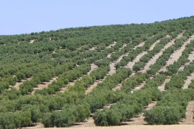 Olivar marteño a 1 pie — 12