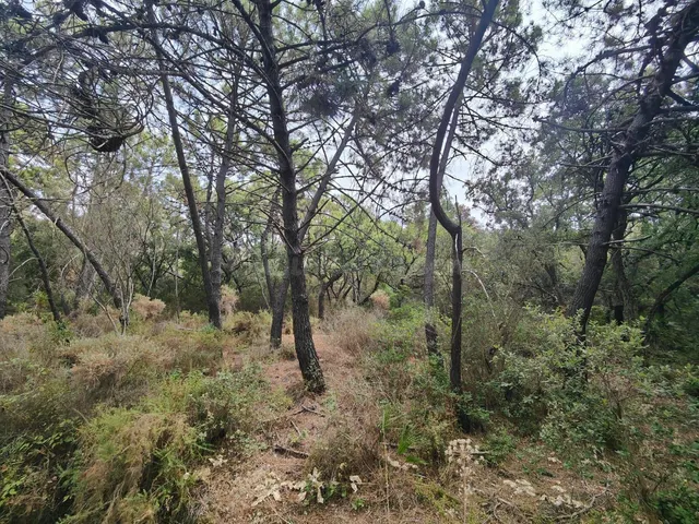 Parcela en venta - Istan pueblo — 4