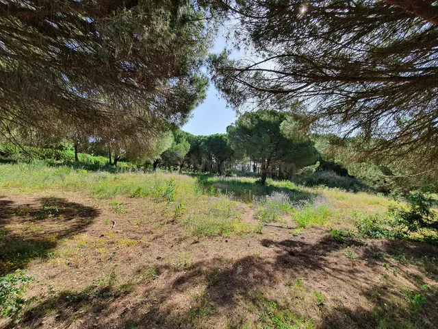 Parcela en venta - Sotogrande - Alto - foto 2