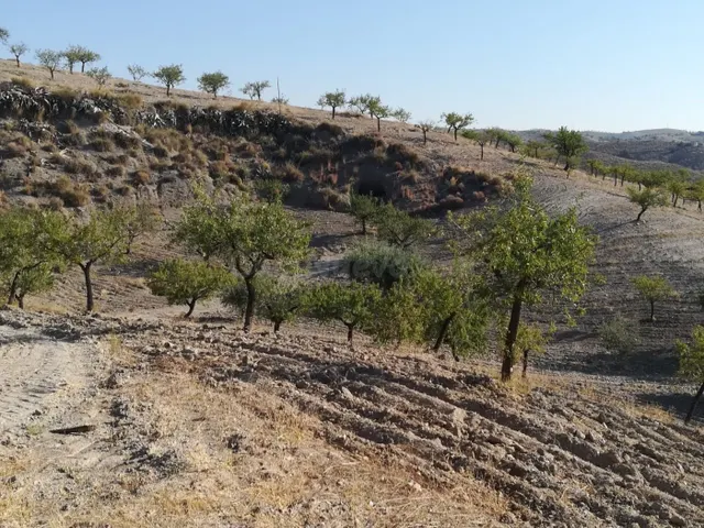 CASA DE CAMPO PARA REFORMAR EN FINCA DE 69.000M2 EN LA ZONA  - foto 5