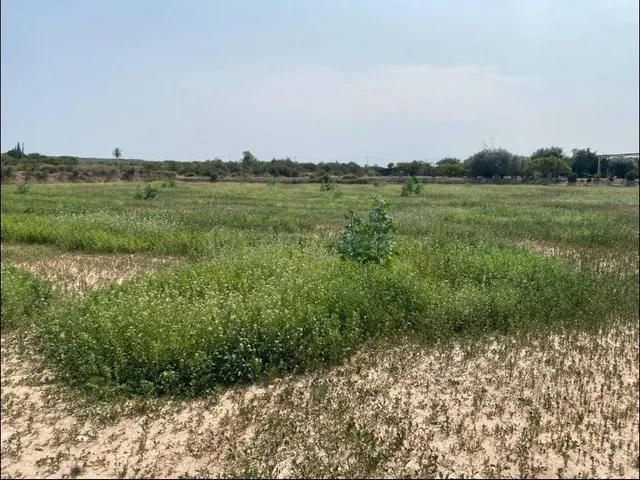 Terreno en zona La Marina - El Molar