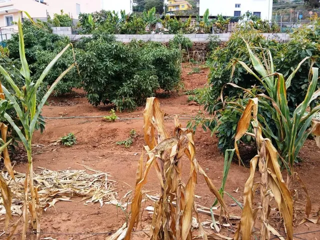 Terreno rural en La Corujera, Santa Úrsula — 13