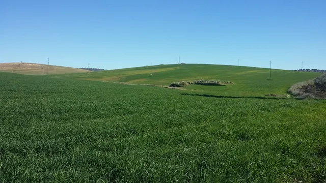 FINCA RÚSTICA ENTRE BELMEZ Y PEÑARROYA-PUEBLONUEVO — 9