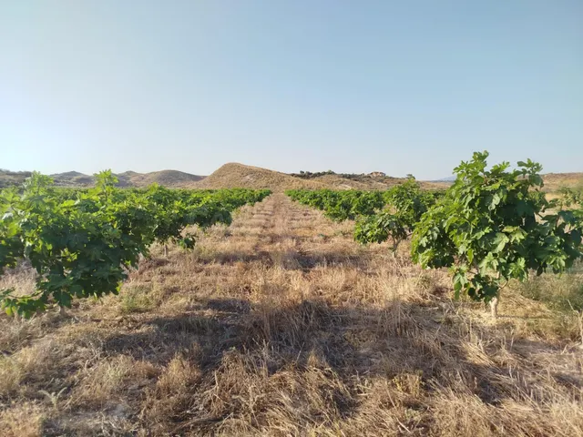 FINCA EN REGADIO DE HIGUERAS EN ECÓLOGICO, - foto 2