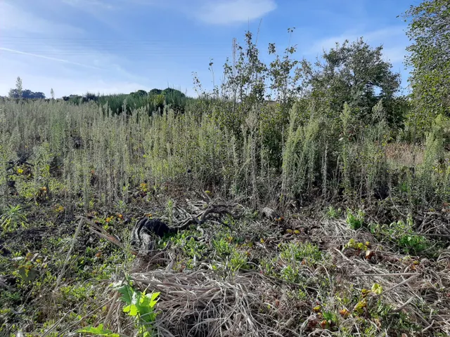 SOLAR URBANO CON FINCA RUSTICA — 21