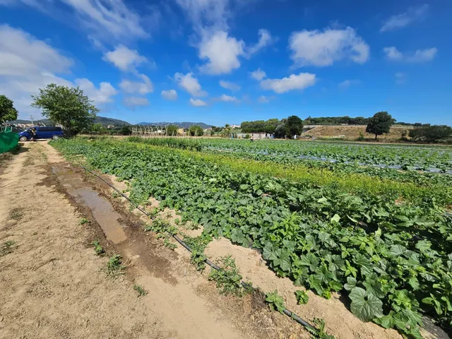 Terreno agricola en venta en Malgrat de Mar — 25