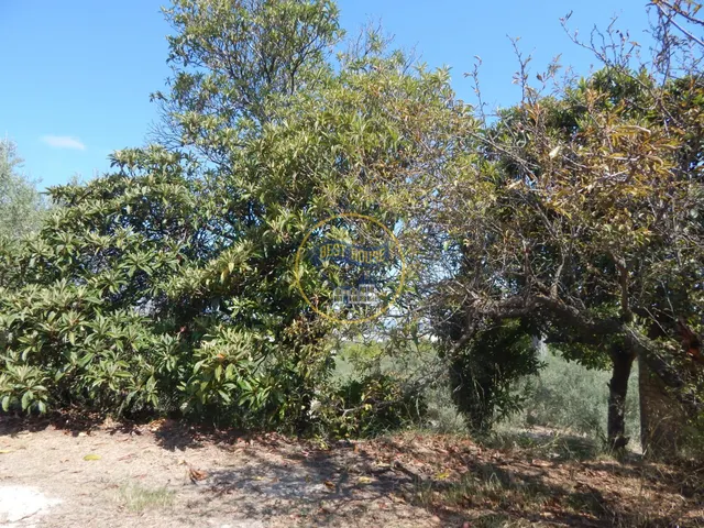 OPORTUNIDAD PARCELA DE REGADÍO CON ÁRBOLES FRUTALES EN PLENA PRODUCCION EN ONTINYENT — 11