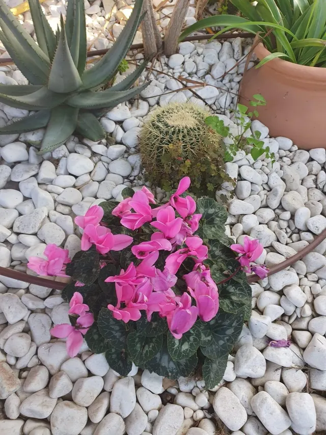 Vive la naturaleza — 12