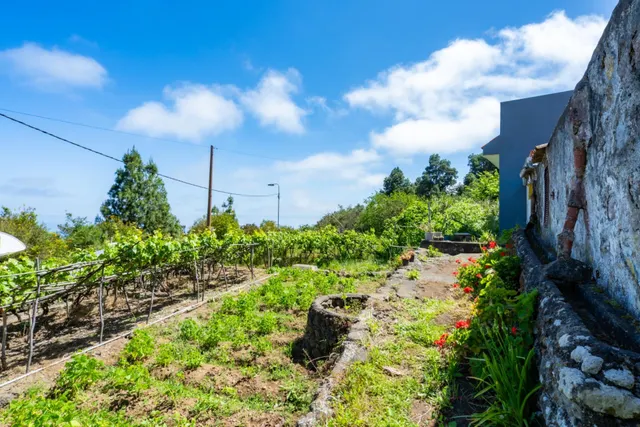 Finca con vivienda y viñedos en Icod de los Vinos — 13