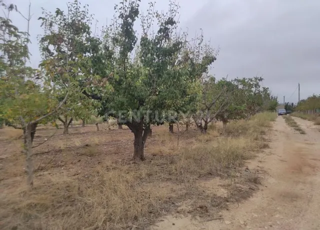 Terreno rural en venta - Jumilla - foto 4