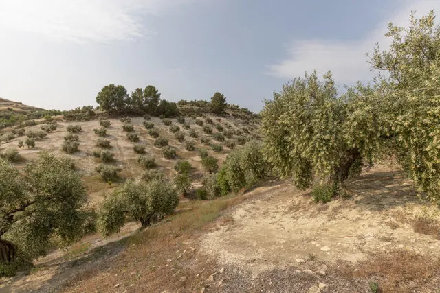 Olivar en venta - JAYENA — 10