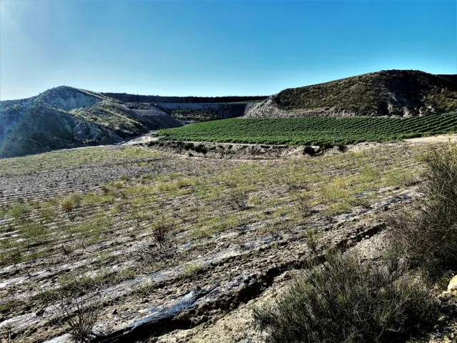 Parcela cultivada en producción — 12
