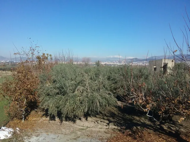 OLIVAR EN LA ZUBIA DE 3.597 M2 — 7