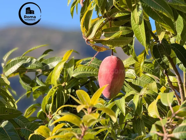 Finca rústica de AGUACATES con CONTRUCCIÓN de 37 m2 en Los G - foto 4