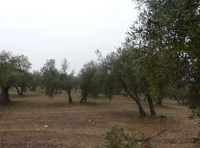 Finca rústica en Peligros – Ideal inversión o explotación agrícola — 30