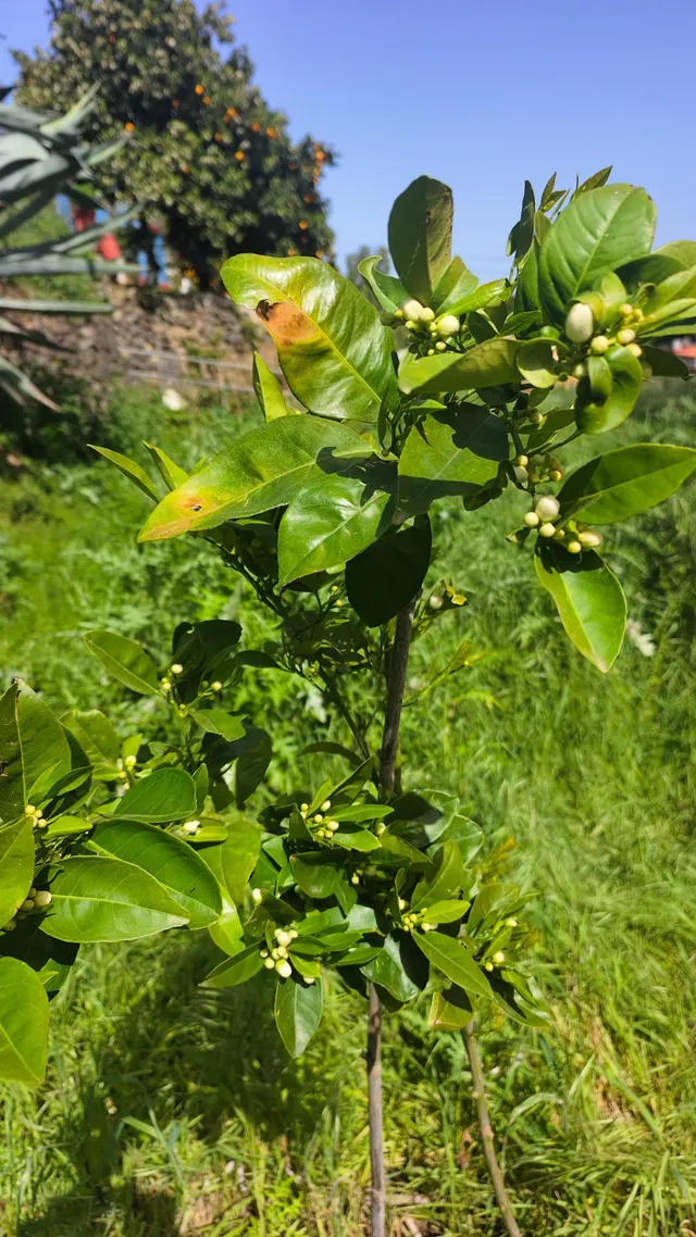 Terreno rural en venta - La yedra gran canaria — 11