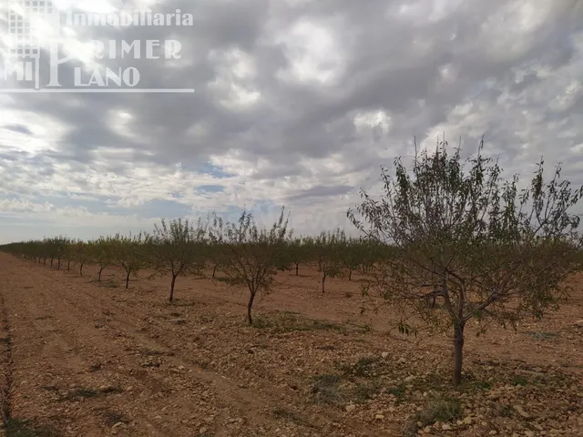 Se vende finca de 12 hectareas de riego de pozo en la zona d - foto 3